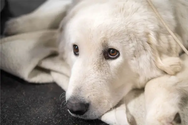 Kuvasz Care Requirements