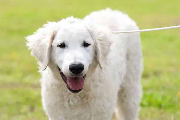 Kuvasz Dog Breed