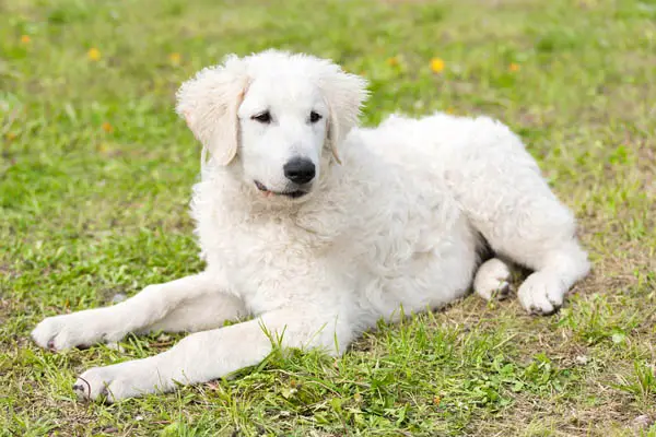 Kuvasz Facts