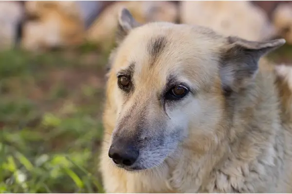 Norwegian Buhund Care