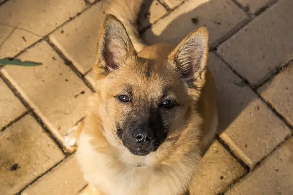 Norwegian Buhund Dog Breed