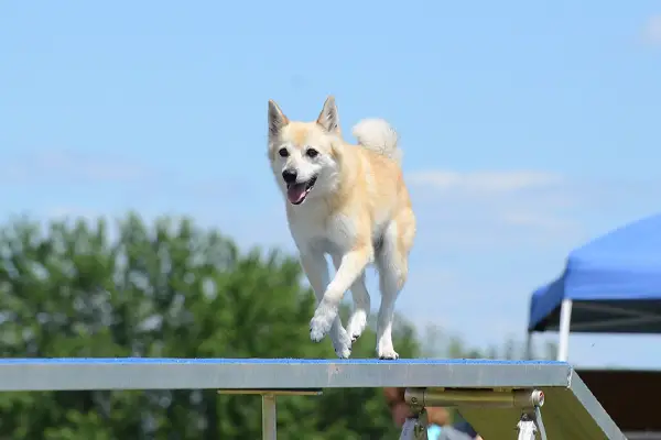 Norwegian Buhund Facts