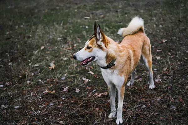 Norwegian Lundehund3