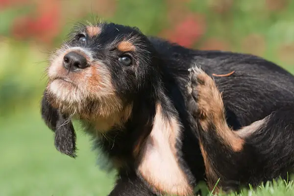 Otterhound puppy