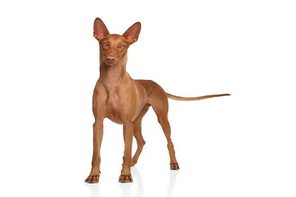 are pharaoh hound aggressive