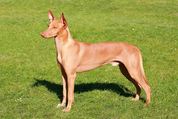 Pharaoh Hound2