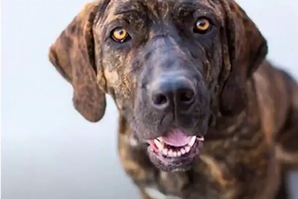 can a plott hound and a jonangi be friends