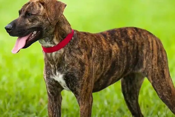 Plott Hound2