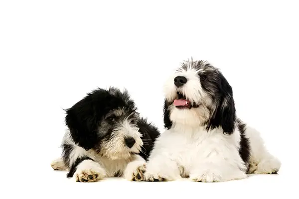 Polish Lowland Sheepdog