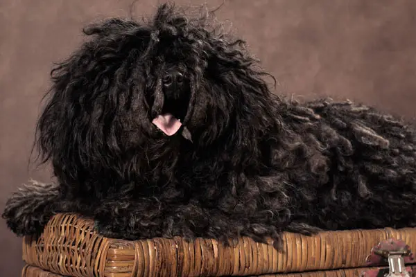 hungarian puli temperament