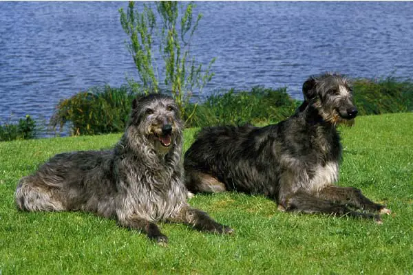 Scottish Deerhound Care Requirements