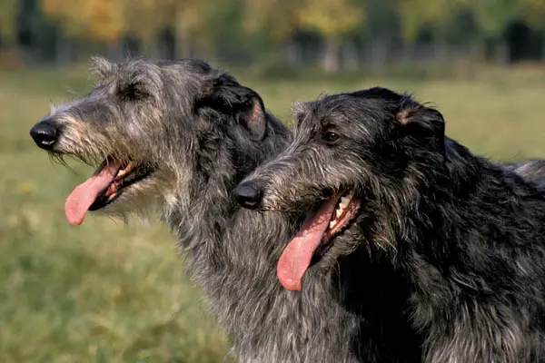 Scottish Deerhound Dog Breed