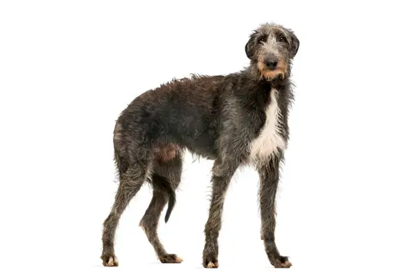 Scottish Deerhound Facts