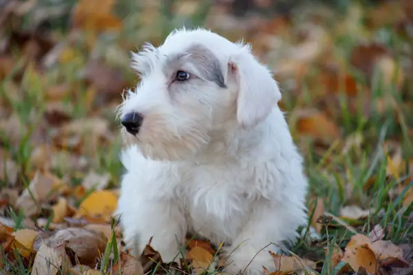 Sealyham Terrier Care Requirements