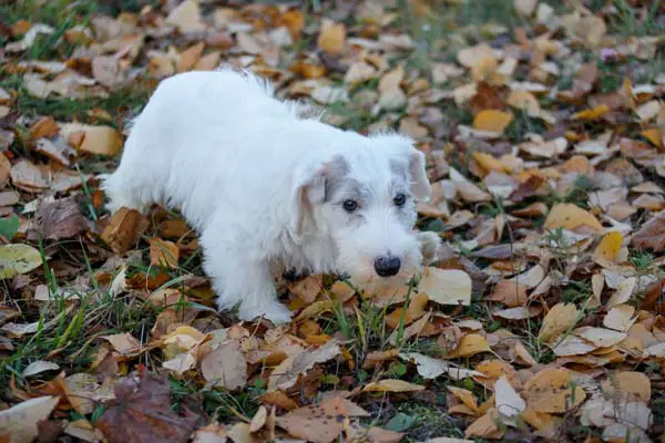 Sealyham Terrier Dog Breed