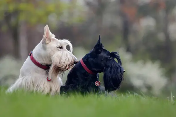 Sealyham Terrier Facts