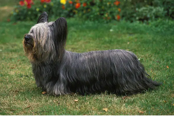 Skye Terrier Care