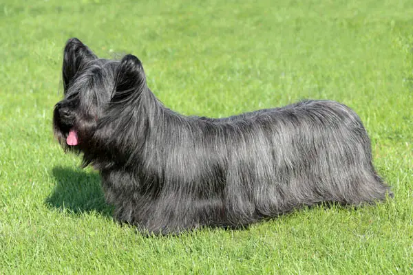 Skye Terrier Dog Breed