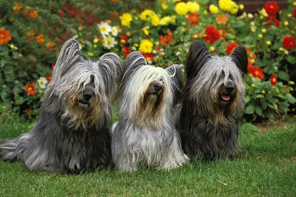 Skye Terrier Facts