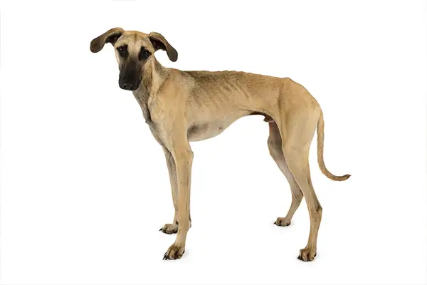 Dog breed, Sloughi | Arabian Greyhound - Furry Friends Gear