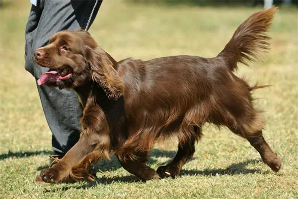 Sussex Spaniel