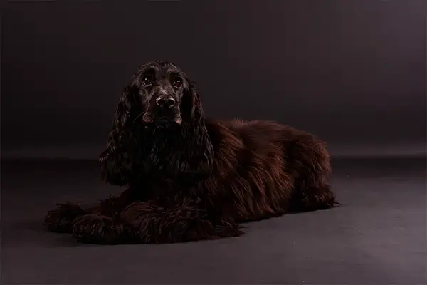 Sussex Spaniel2