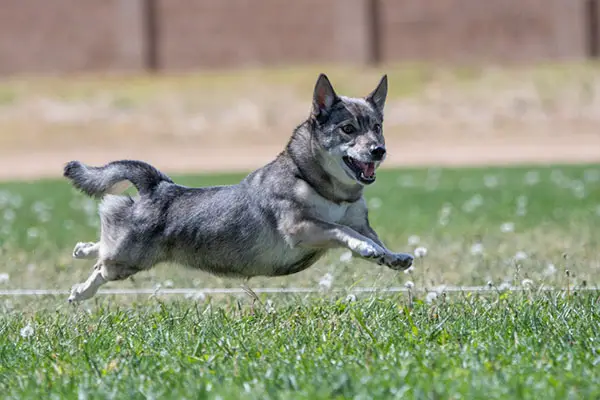 Swedish Vallhund2