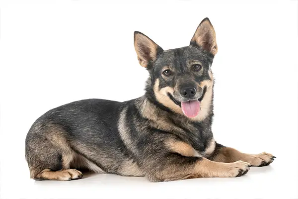 Swedish Vallhund3