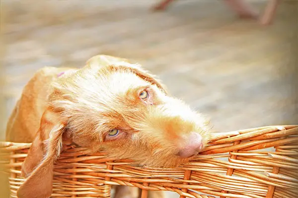 Wirehaired Vizsla3