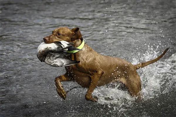 Wirehaired Vizslas