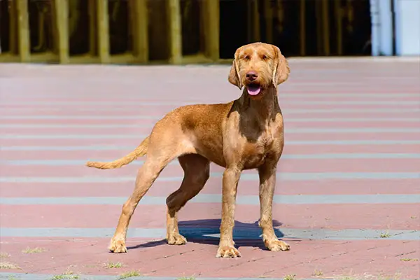 Wirehaired Vizslas2