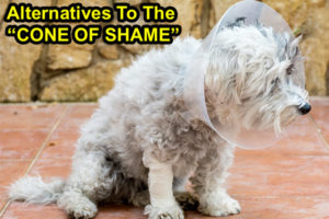 alternatives to the cone of shame