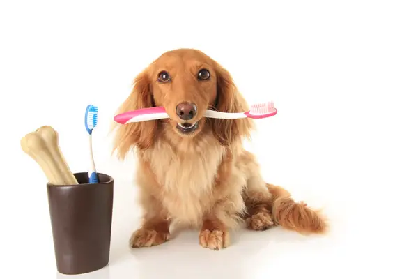 brushing your dog's teeth
