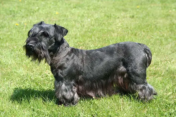 cesky terrier2