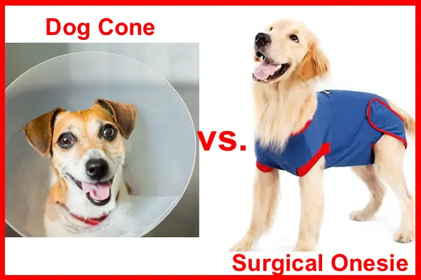 dog cone vs surgical onesie