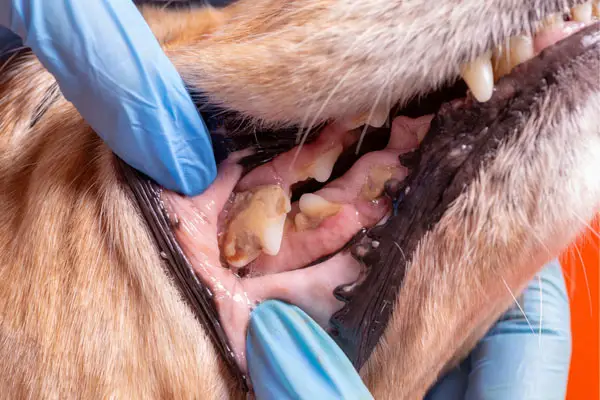 plague and tartar on dog's teeth