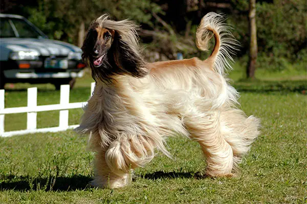 Afghan Hound 2