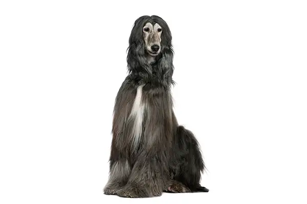 Afghan Hound