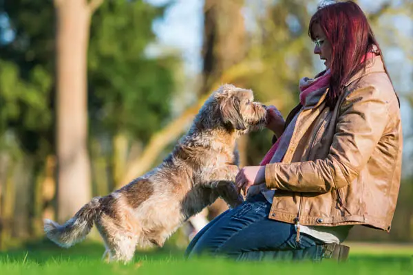 dog training with treats