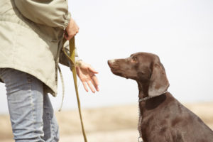 dog with dog trainer