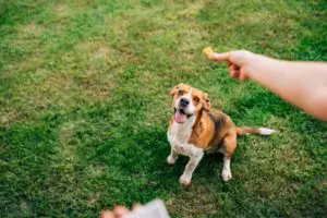 training a dog using dog treats