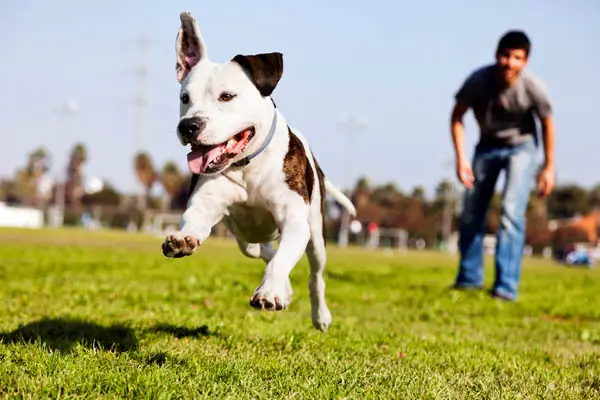 using a dog treat pouch to train dog