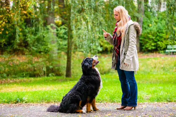 What are the 7 basic dog commands? Woman training her dog