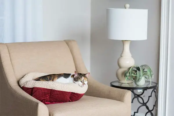 Aspen Pet Self Warming Bed Review