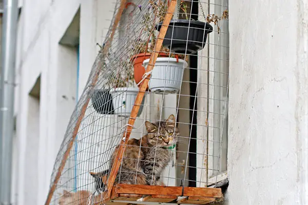 Why Use An Outdoor Cat Enclosure