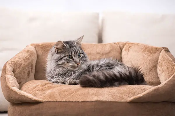 Cat enjoying time in her own Cat Bed