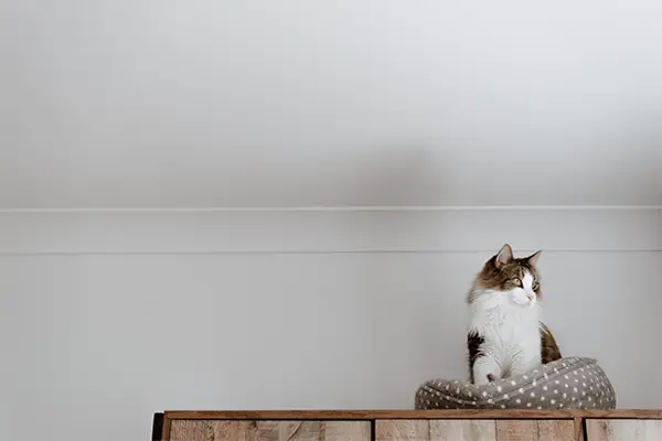 Cat that is trained to sleep in his own cat bed