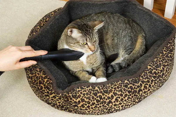 how to wash a cat bed