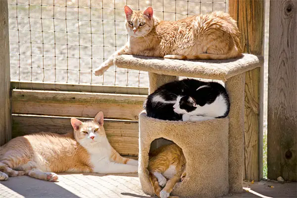 Get Your Cat Used To An Outdoor Cat Enclosure