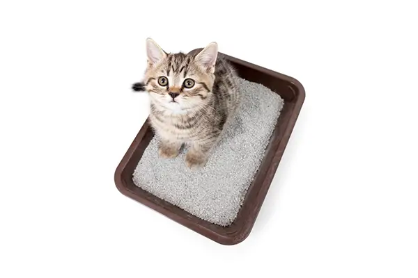 Outdoor Cat Litter Box – Does Your Cat Need One?